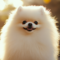 White_Pomerania_emerging_in_a_garden_with_lot_7d_0
